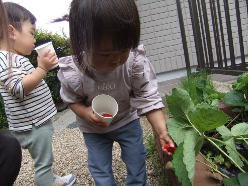 いちご狩り